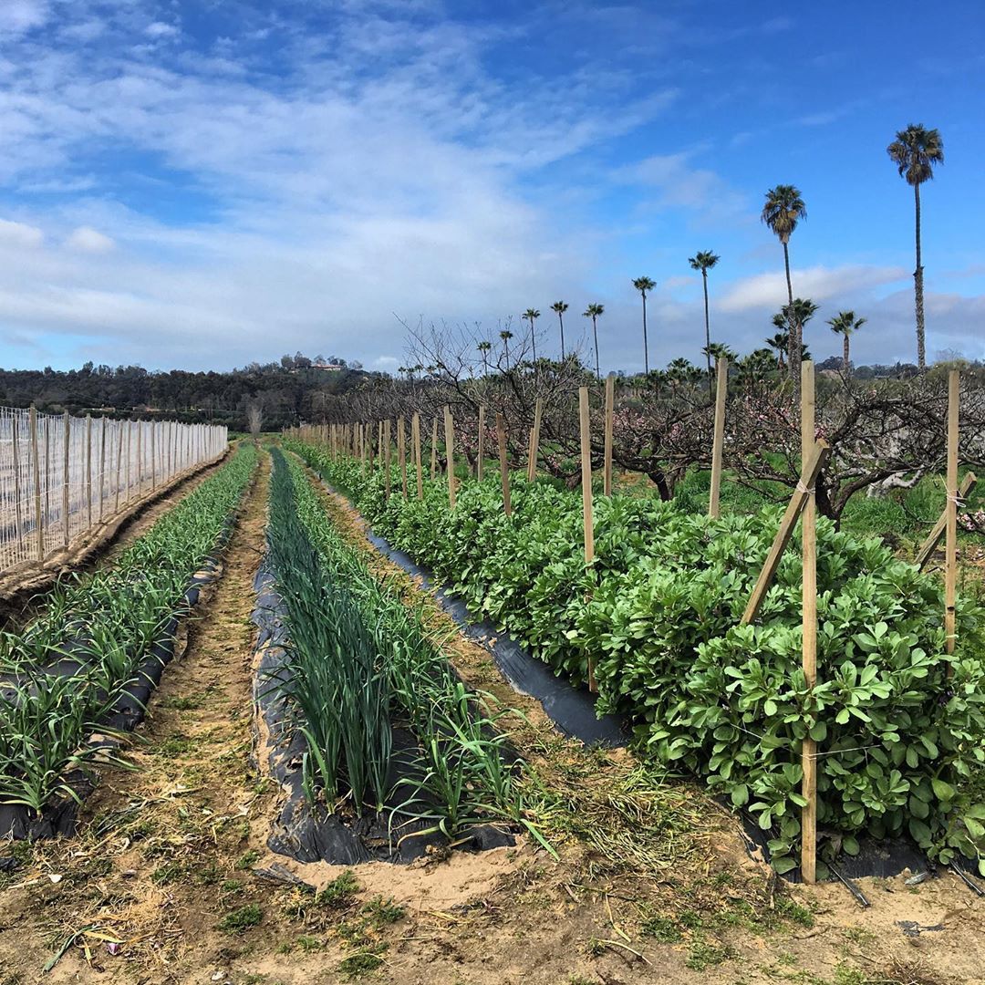 Chino Farms