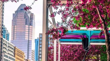 31920796 1696523610402680 1302118197339619328 n e1555351429693