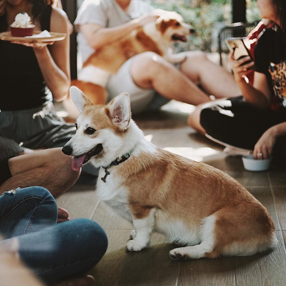 Everything You Need To Know About Thailand’s Corgi Cafe ⋆ Dine Magazine