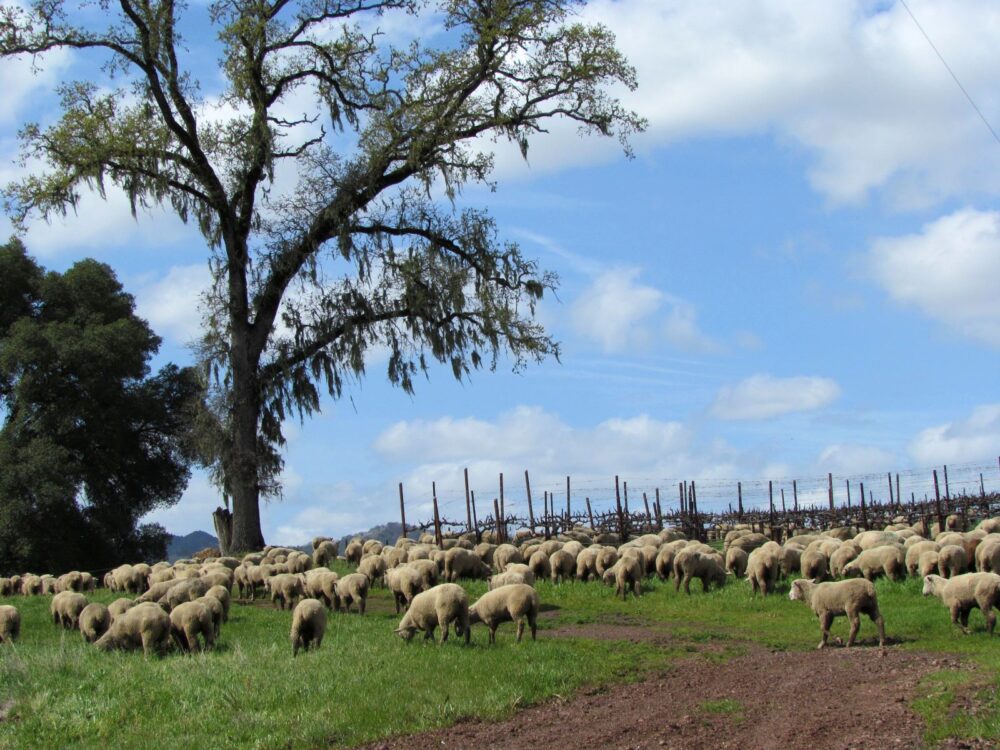 Bonterra Organic Vineyards