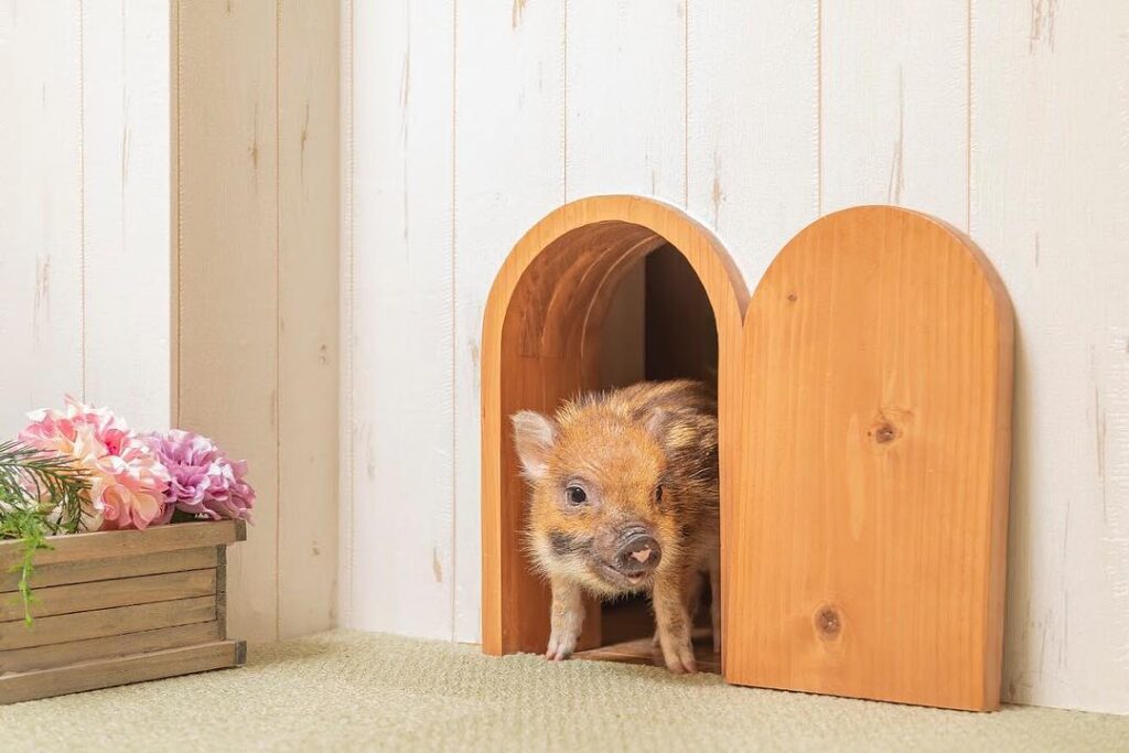 mipig-piglet-cafe-tokyo