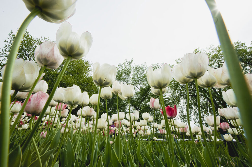 summer-tulip-festival-ottawa