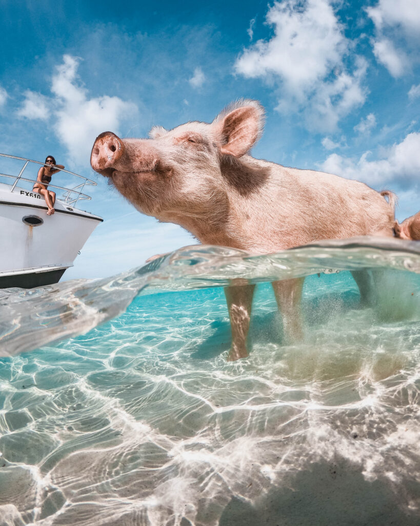 Swimming pig in the Exuma Islands