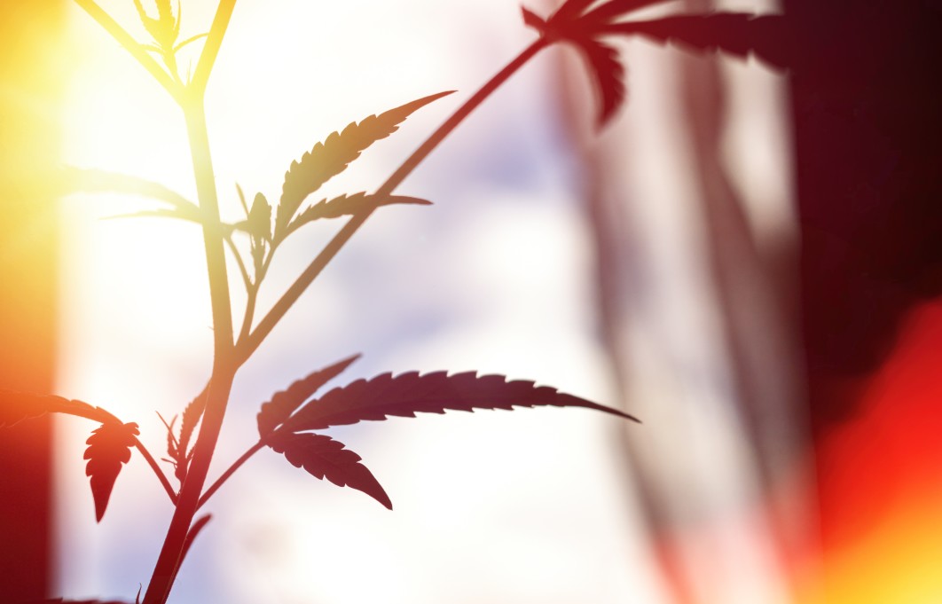 cannabis for anxiety