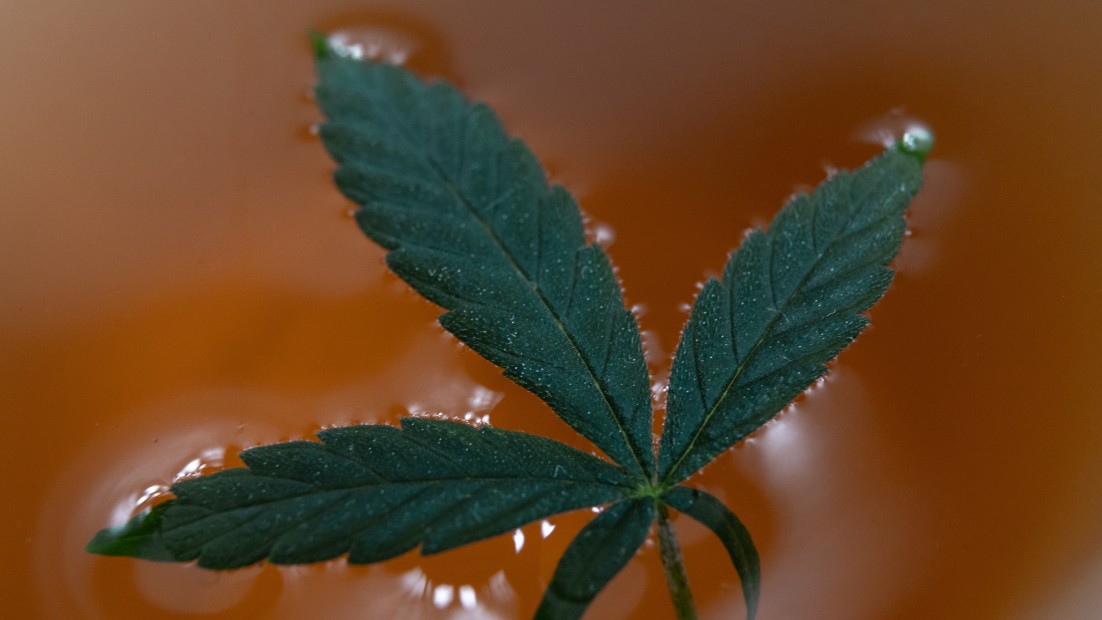 Cannabis Infused Tea