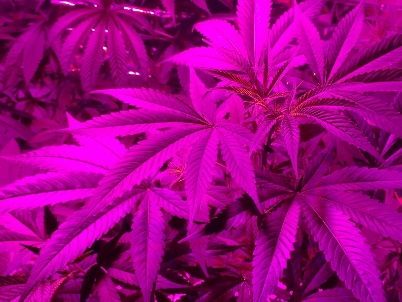 purple cannabis