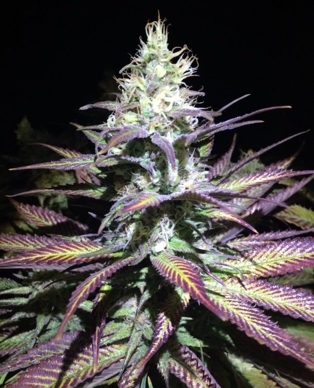purple cannabis