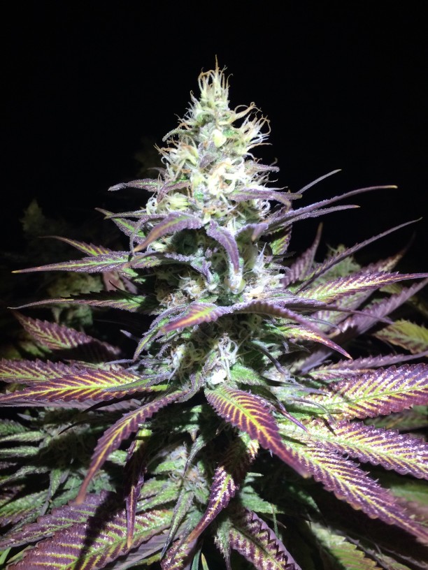 purple weed