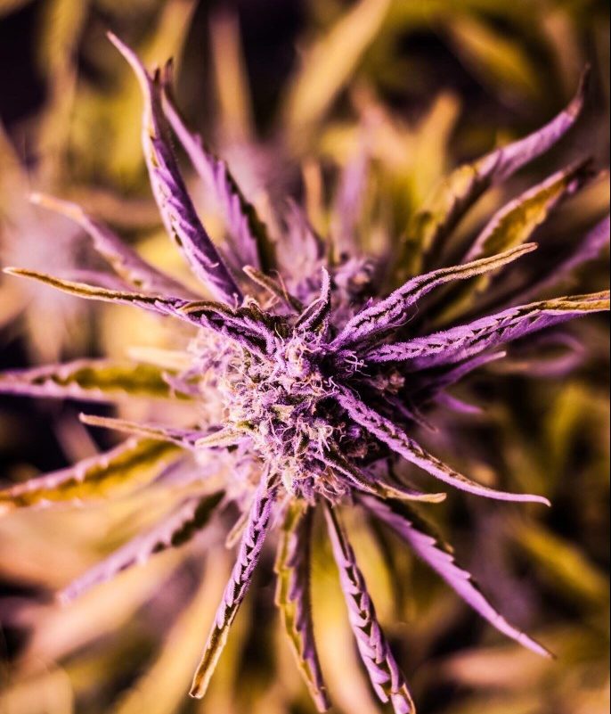 Purple Cannabis