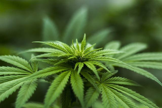 Homemade cannabis edibles