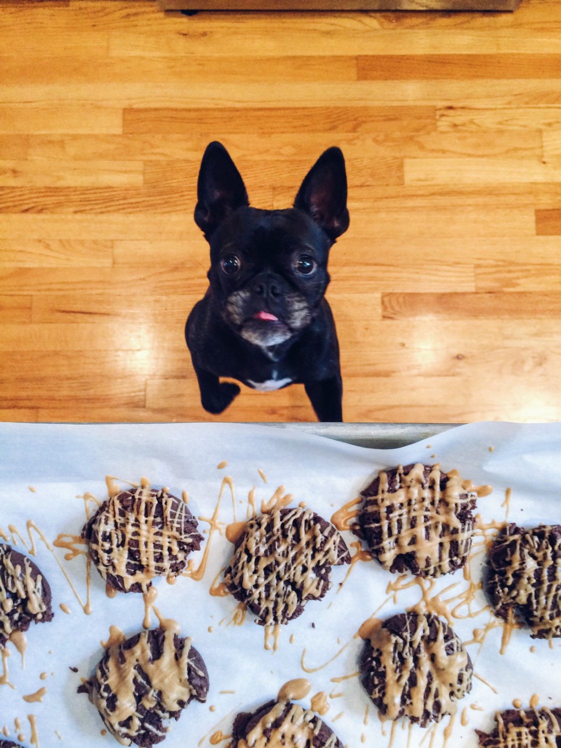 My Dog Ate My Cannabis Infused Edibles, What Should I Do? ⋆