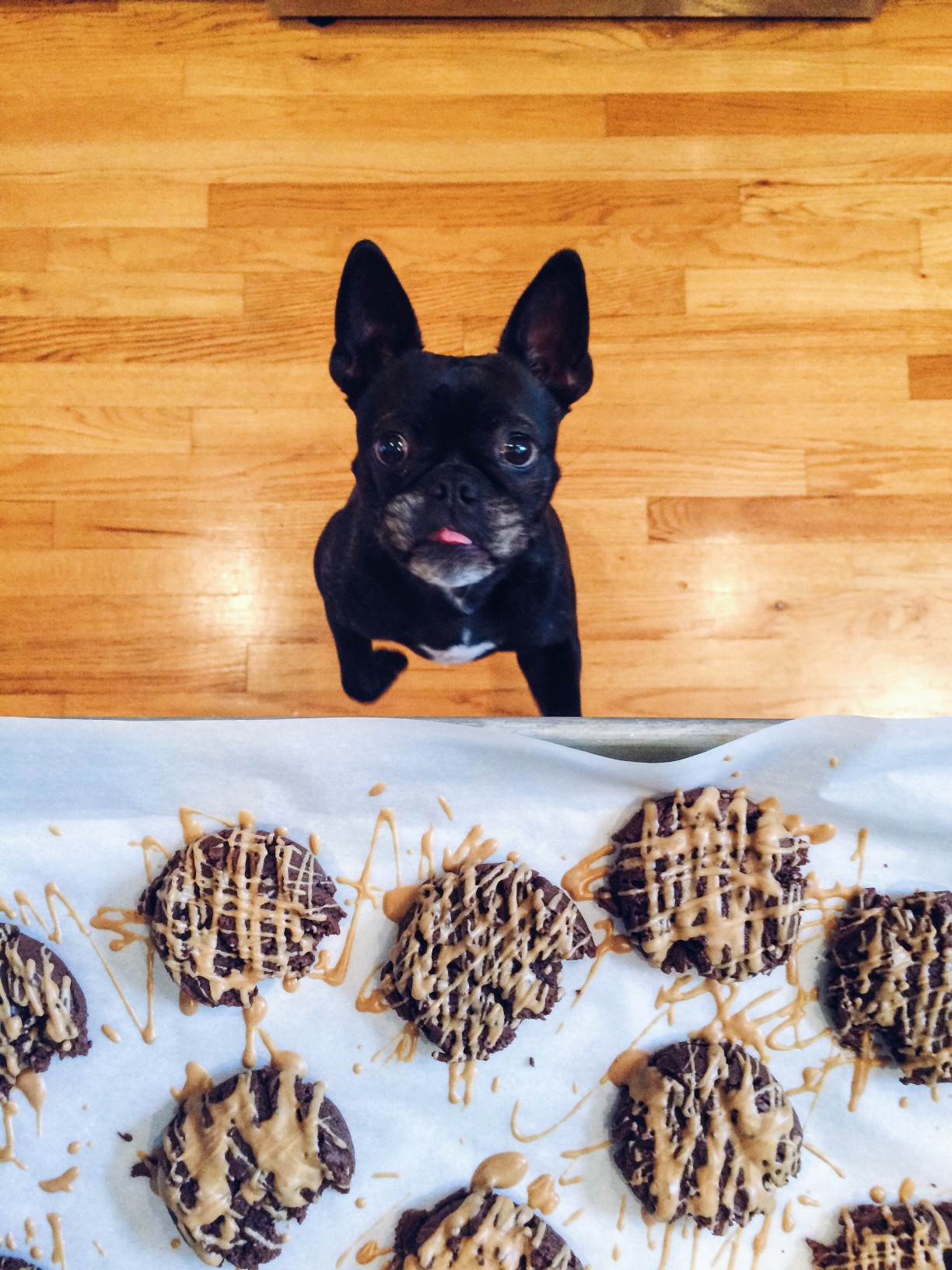 My Dog Ate My Cannabis Infused Edibles, What Should I Do? ⋆