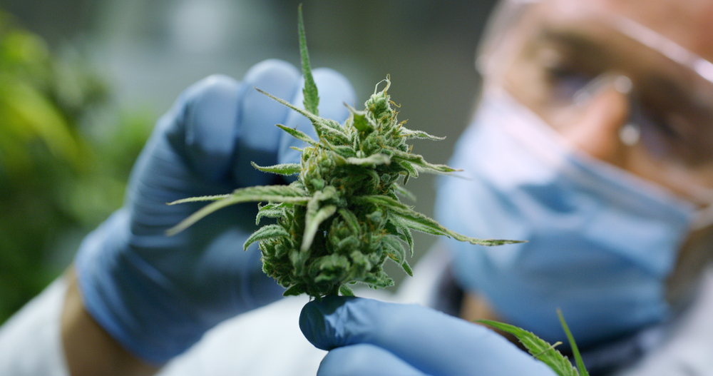 Water Soluble CBD Research.jpg