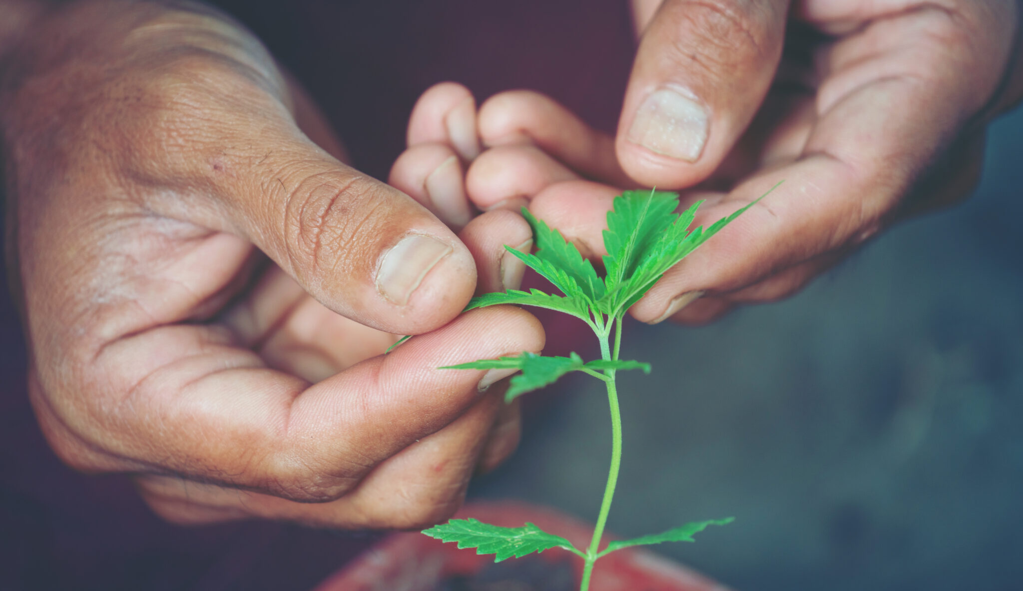 cannabis-cbd-water-soluble