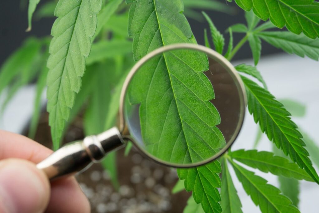 How to Know If You Are Growing Perfect Weed