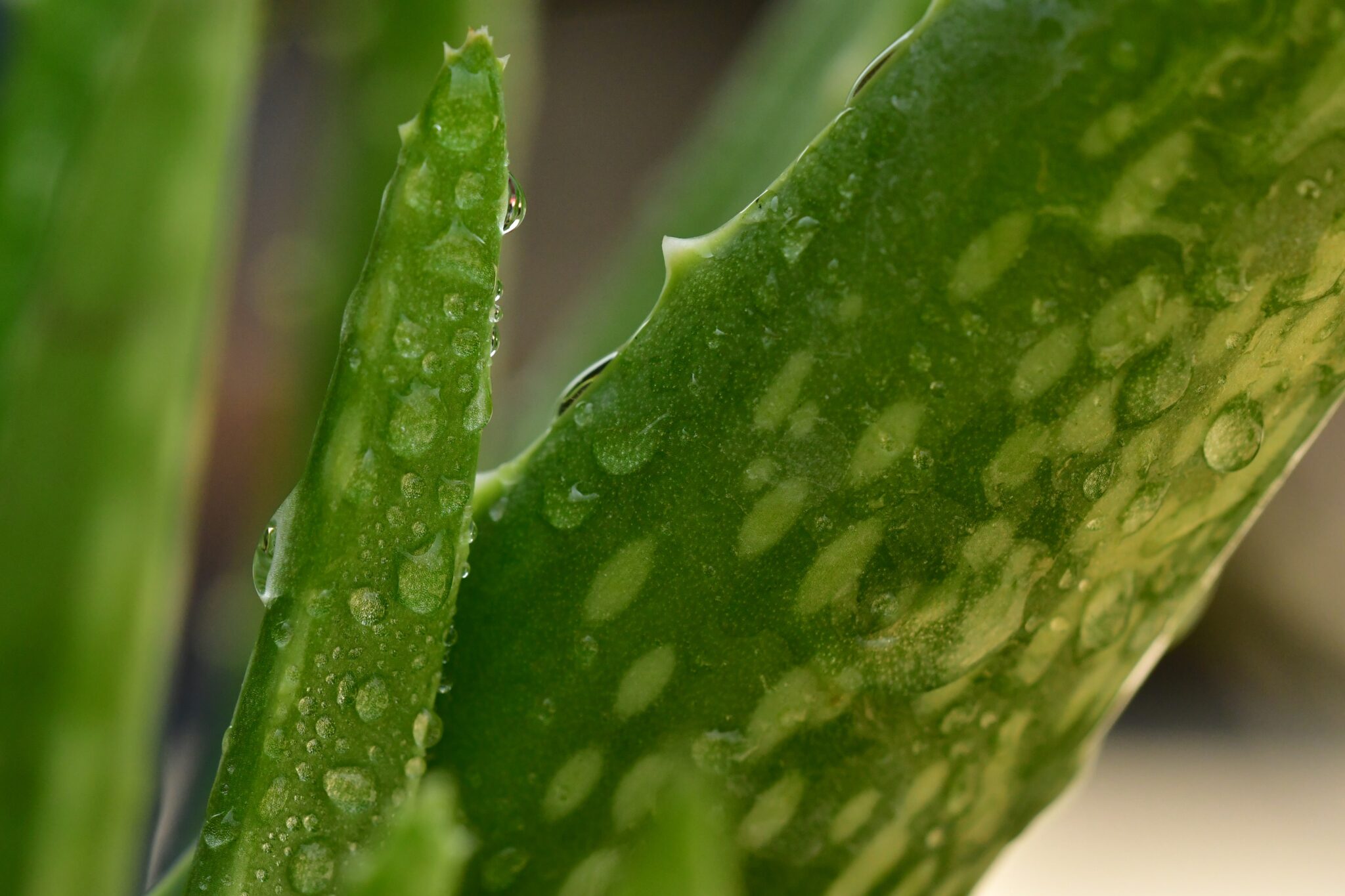 aloe vera pisauikan Ni7mVlmmNc unsplash