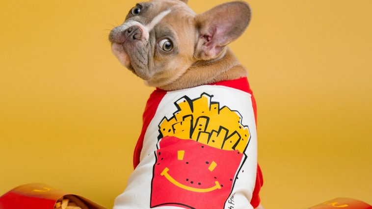 safe foods for your dog