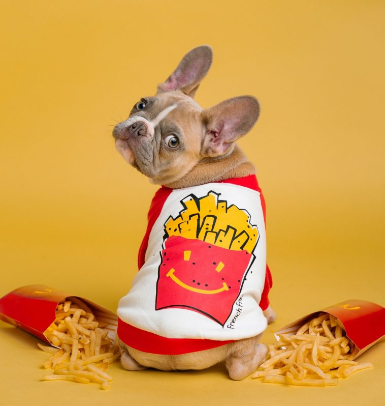 safe foods for your dog