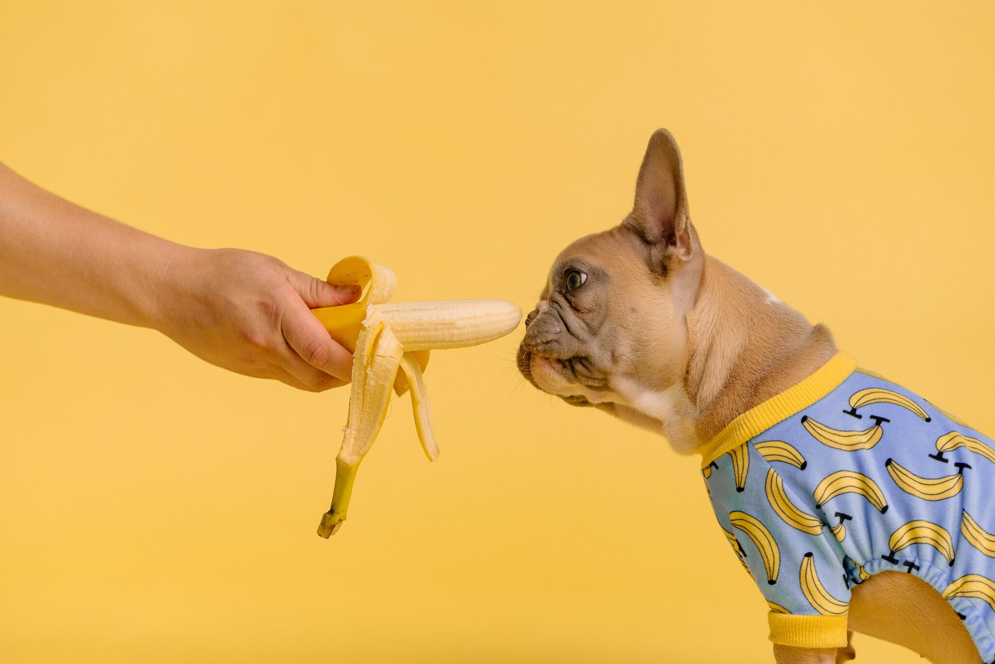 Dog and banana karsten winegeart nxFp7SVQuvY unsplash