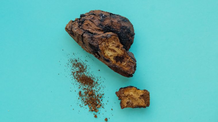 Chaga Mushroom