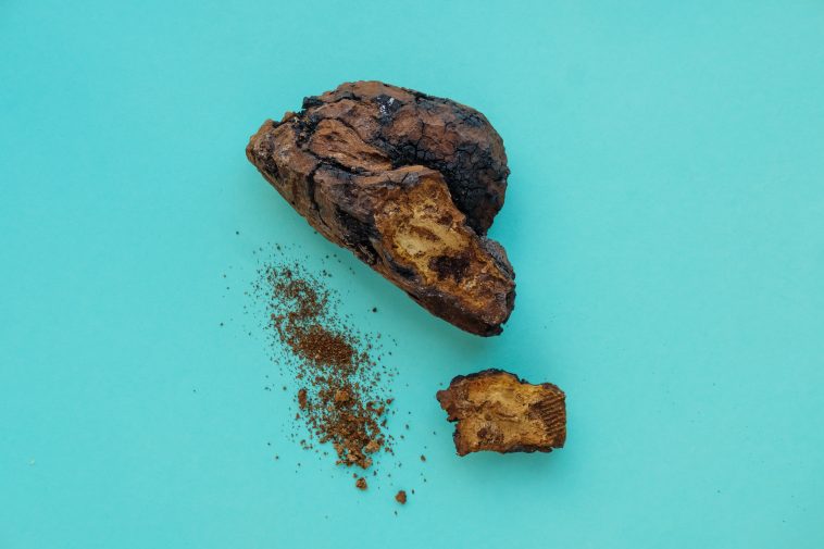 Chaga Mushroom