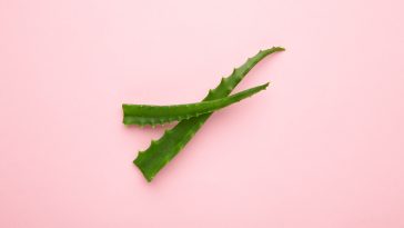 Aloe Vera has anti-inflammatory properties that aid in soothing skin rashes. Also, it is known to have antimicrobial abilities that may aid in preventing infections.