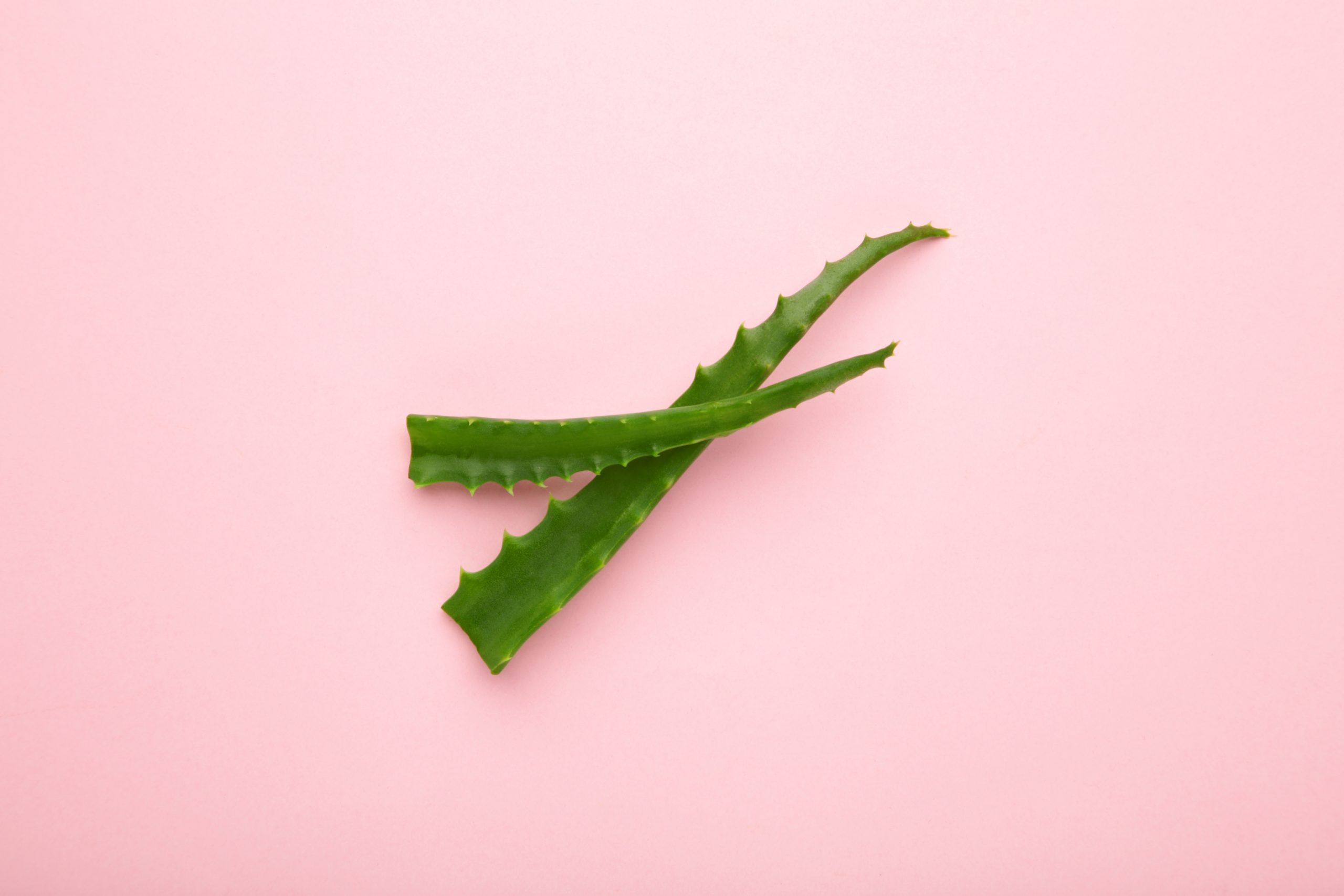 Aloe Vera has anti-inflammatory properties that aid in soothing skin rashes. Also, it is known to have antimicrobial abilities that may aid in preventing infections.