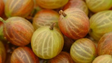 Indian Gooseberry Amla