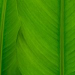 Indications that this dietary supplement, Kratom can be highly beneficial for treating some problems such as anxiety, depression and more.