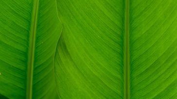 Indications that this dietary supplement, Kratom can be highly beneficial for treating some problems such as anxiety, depression and more.